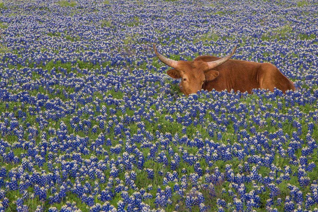 Champs de blue bonnets au Texas