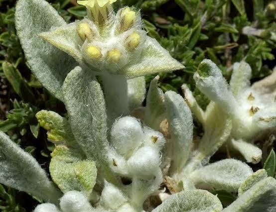 What is Mountain Tea? Mountain tea refers to the herbal infusion made from the dried leaves and flowers of plants belonging to the Sideritisgenus. In Crete, the most common variety is Sideritis syriaca, also called Malotira. This hardy herb thrives in the island’s high-altitude, rocky terrain, nourished by the Mediterranean sun and cooled by mountain breezes. For centuries, mountain tea has been cherished not only for its delicate, earthy flavor but also for its impressive health benefits. Local shepherds were known to gather the herb during their time in the mountains, using it as a remedy for various ailments, hence the name "Shepherd’s Tea." The Health Benefits of Mountain Tea Modern science is catching up with traditional wisdom, confirming many of the health benefits that Cretans have known about for generations. Here are some of the key reasons mountain tea deserves a place in your daily routine: Rich in Antioxidants Mountain tea is packed with flavonoids, polyphenols, and other antioxidants that help combat oxidative stress in the body. These compounds protect cells from damage caused by free radicals, reducing the risk of chronic diseases like heart disease and cancer. Supports Immune Health The herb contains natural antimicrobial and anti-inflammatory properties, making it a great ally during cold and flu season. A warm cup of mountain tea can soothe a sore throat, ease coughing, and help the body fight off infections. Improves Digestive Health Traditionally, mountain tea has been used to alleviate digestive discomforts such as bloating, indigestion, and cramps. Its mild anti-inflammatory effects can help calm an irritated stomach. Promotes Relaxation With its naturally calming properties, mountain tea is an excellent beverage to unwind with at the end of a busy day. It is caffeine-free, making it a perfect choice for those who want a soothing drink before bedtime. Supports Respiratory Health In Crete, mountain tea has long been used as a remedy for respiratory issues. It can help clear congestion, ease breathing, and provide relief from symptoms of colds and allergies. Bone Health Studies suggest that Sideritis may have a positive effect on bone density, making it a potential natural aid in preventing osteoporosis. This is particularly important for aging populations. How to Prepare Mountain Tea