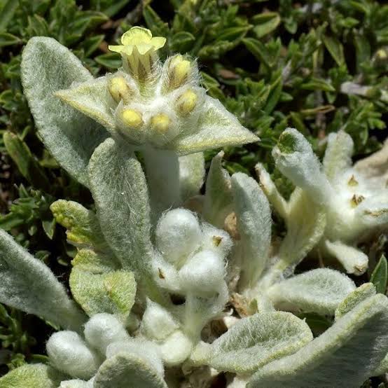 What is Mountain Tea? Mountain tea refers to the herbal infusion made from the dried leaves and flowers of plants belonging to the Sideritisgenus. In Crete, the most common variety is Sideritis syriaca, also called Malotira. This hardy herb thrives in the island’s high-altitude, rocky terrain, nourished by the Mediterranean sun and cooled by mountain breezes. For centuries, mountain tea has been cherished not only for its delicate, earthy flavor but also for its impressive health benefits. Local shepherds were known to gather the herb during their time in the mountains, using it as a remedy for various ailments, hence the name "Shepherd’s Tea." The Health Benefits of Mountain Tea Modern science is catching up with traditional wisdom, confirming many of the health benefits that Cretans have known about for generations. Here are some of the key reasons mountain tea deserves a place in your daily routine: Rich in Antioxidants Mountain tea is packed with flavonoids, polyphenols, and other antioxidants that help combat oxidative stress in the body. These compounds protect cells from damage caused by free radicals, reducing the risk of chronic diseases like heart disease and cancer. Supports Immune Health The herb contains natural antimicrobial and anti-inflammatory properties, making it a great ally during cold and flu season. A warm cup of mountain tea can soothe a sore throat, ease coughing, and help the body fight off infections. Improves Digestive Health Traditionally, mountain tea has been used to alleviate digestive discomforts such as bloating, indigestion, and cramps. Its mild anti-inflammatory effects can help calm an irritated stomach. Promotes Relaxation With its naturally calming properties, mountain tea is an excellent beverage to unwind with at the end of a busy day. It is caffeine-free, making it a perfect choice for those who want a soothing drink before bedtime. Supports Respiratory Health In Crete, mountain tea has long been used as a remedy for respiratory issues. It can help clear congestion, ease breathing, and provide relief from symptoms of colds and allergies. Bone Health Studies suggest that Sideritis may have a positive effect on bone density, making it a potential natural aid in preventing osteoporosis. This is particularly important for aging populations. How to Prepare Mountain Tea