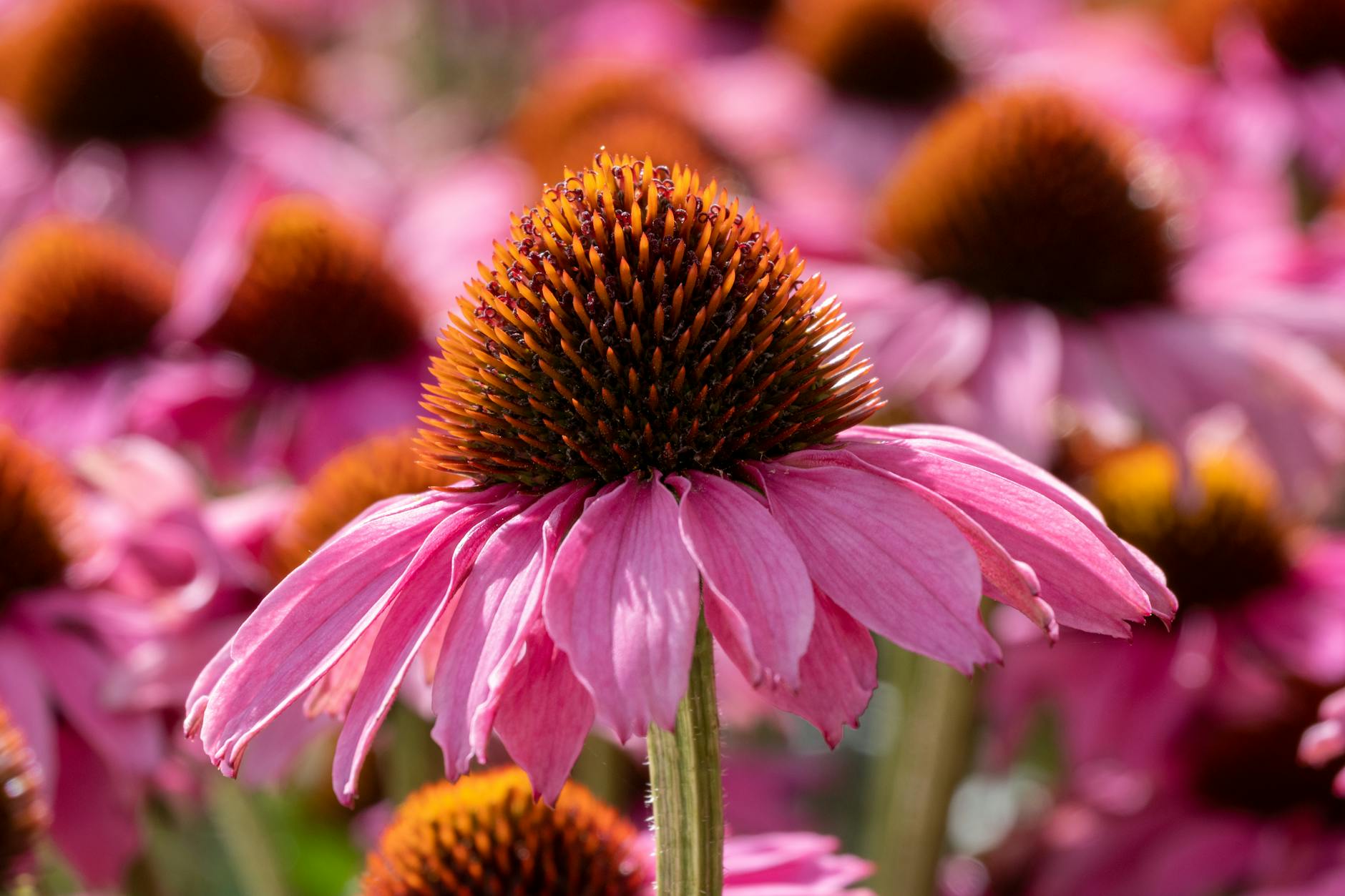 Safe Healing
Healing sounds to find safety
Beta, Gamma, SMR, Alpha, Delta, Theta
Heal gently with sounds