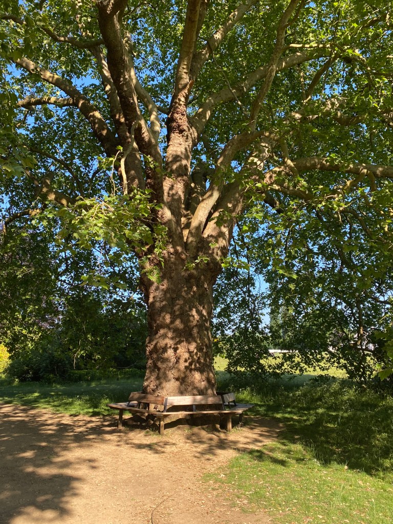 Giant tree in Oxford with benches around